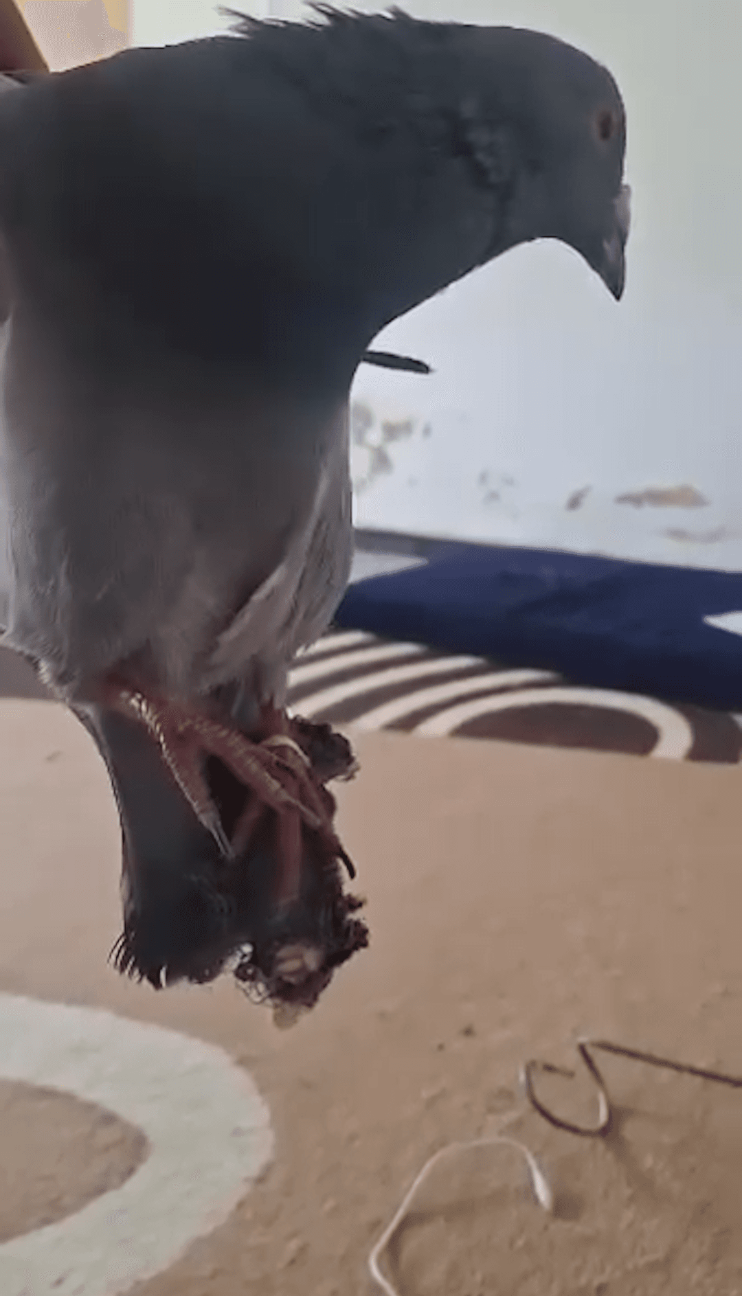 حمامة في مهمة مشبوهة.. والجيش يقطع الطريق على المهربين