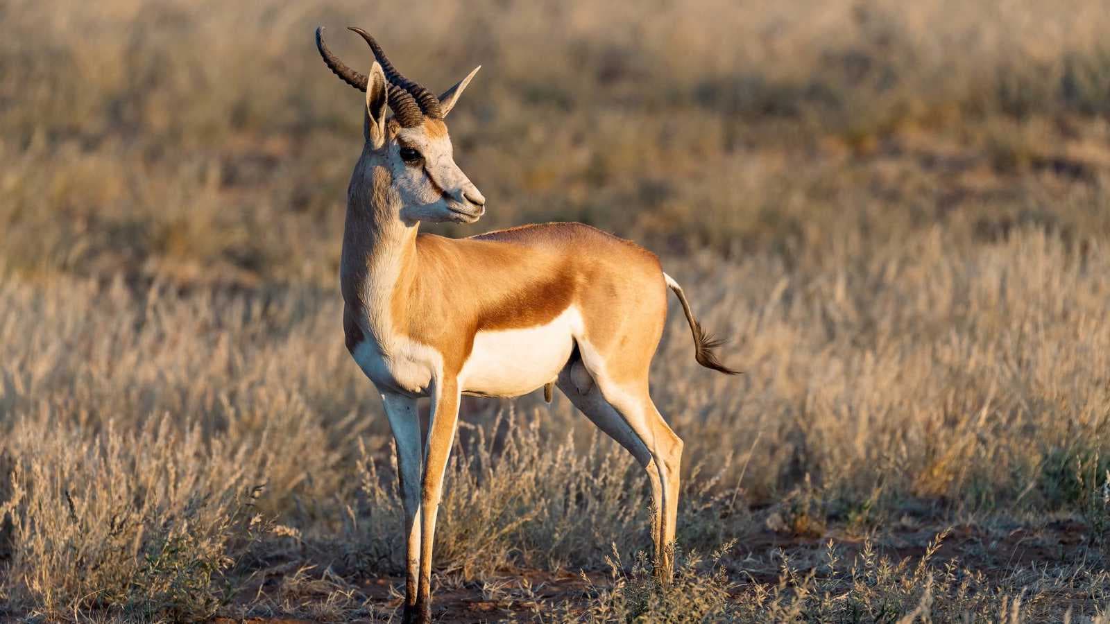 غزال يشعل فوضى داخل مدرسة في أوهايو