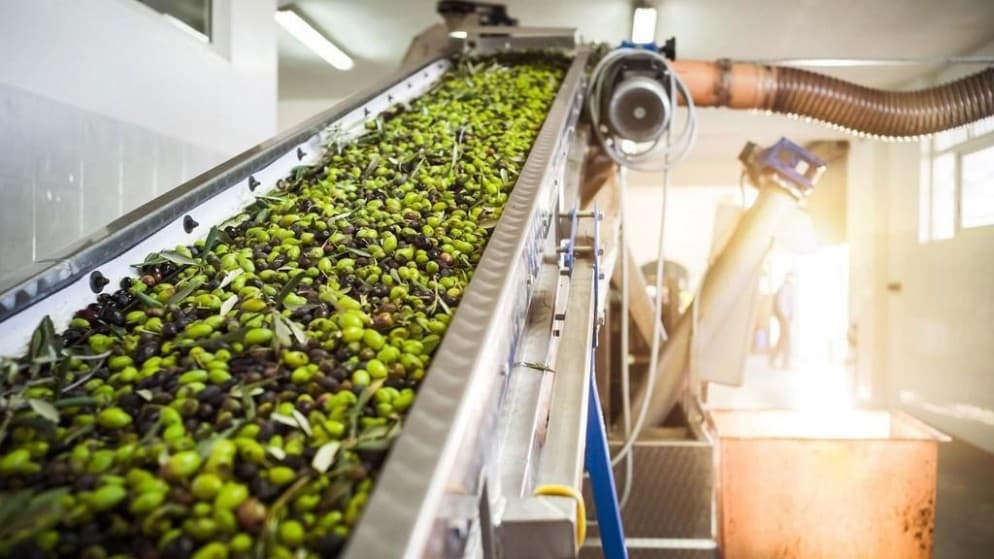 وزير الزراعة: عجز متوقع بنحو 10 آلاف طن في إنتاج زيت الزيتون هذا الموسم