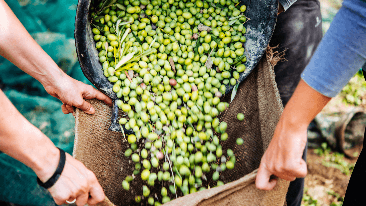 انخفاض إنتاج زيت الزيتون في الأردن بنسبة 42% خلال 2025 مقارنة بالمعدل الموسمي
