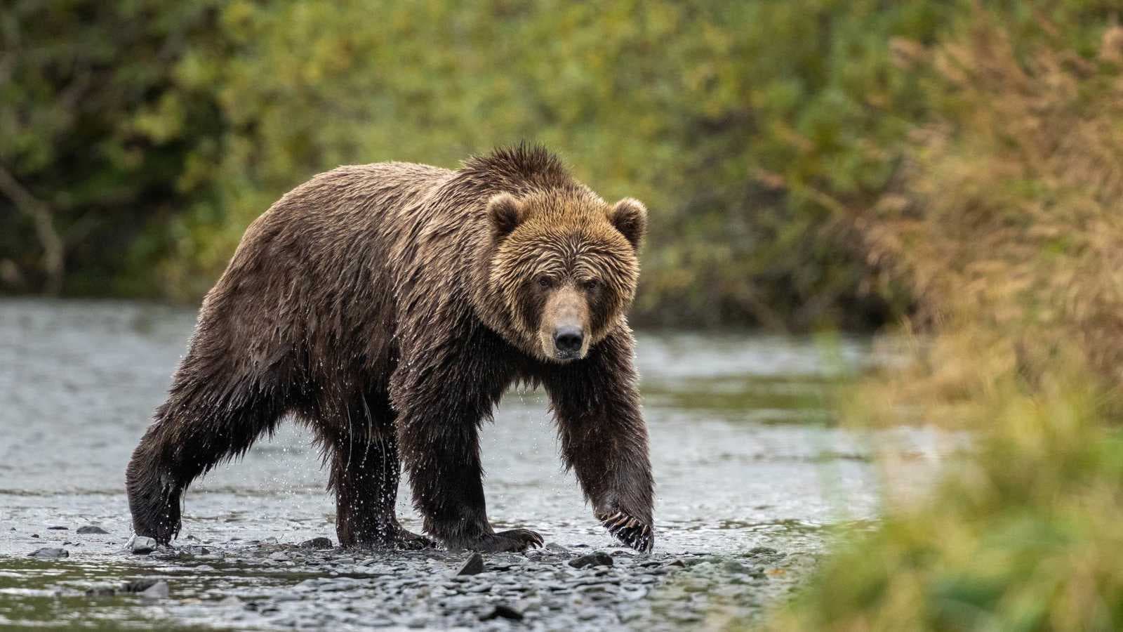 "هجوم شرس".. دب يتسبب بإصابات خطيرة لطلاب ومعلمين