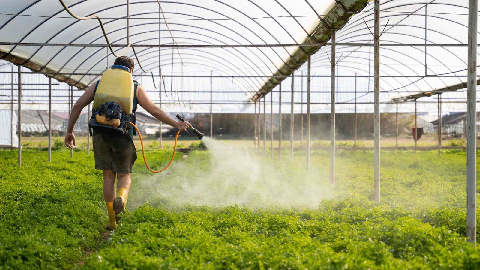 هذه الفواكه والخضروات تحتوي على بقايا مبيدات حشرية خطيرة