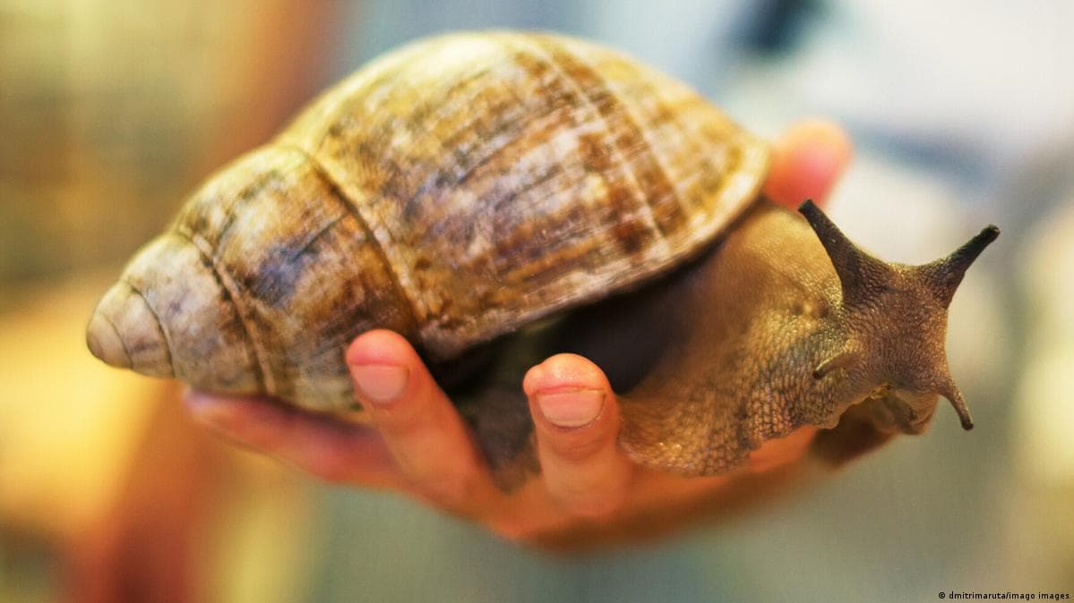 تكنولوجيا روسية صديقة للبيئة تعيد تدوير نفايات الرخويات لتنقية المياه