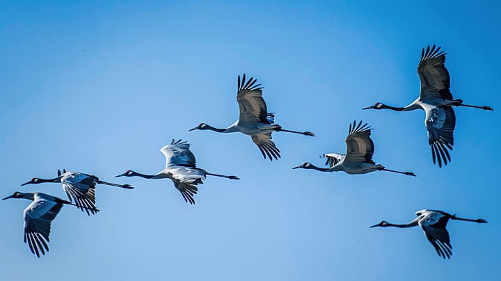 الأردن محطة رئيسية لعبور أكثر من 10 ملايين طائر مهاجر سنويا