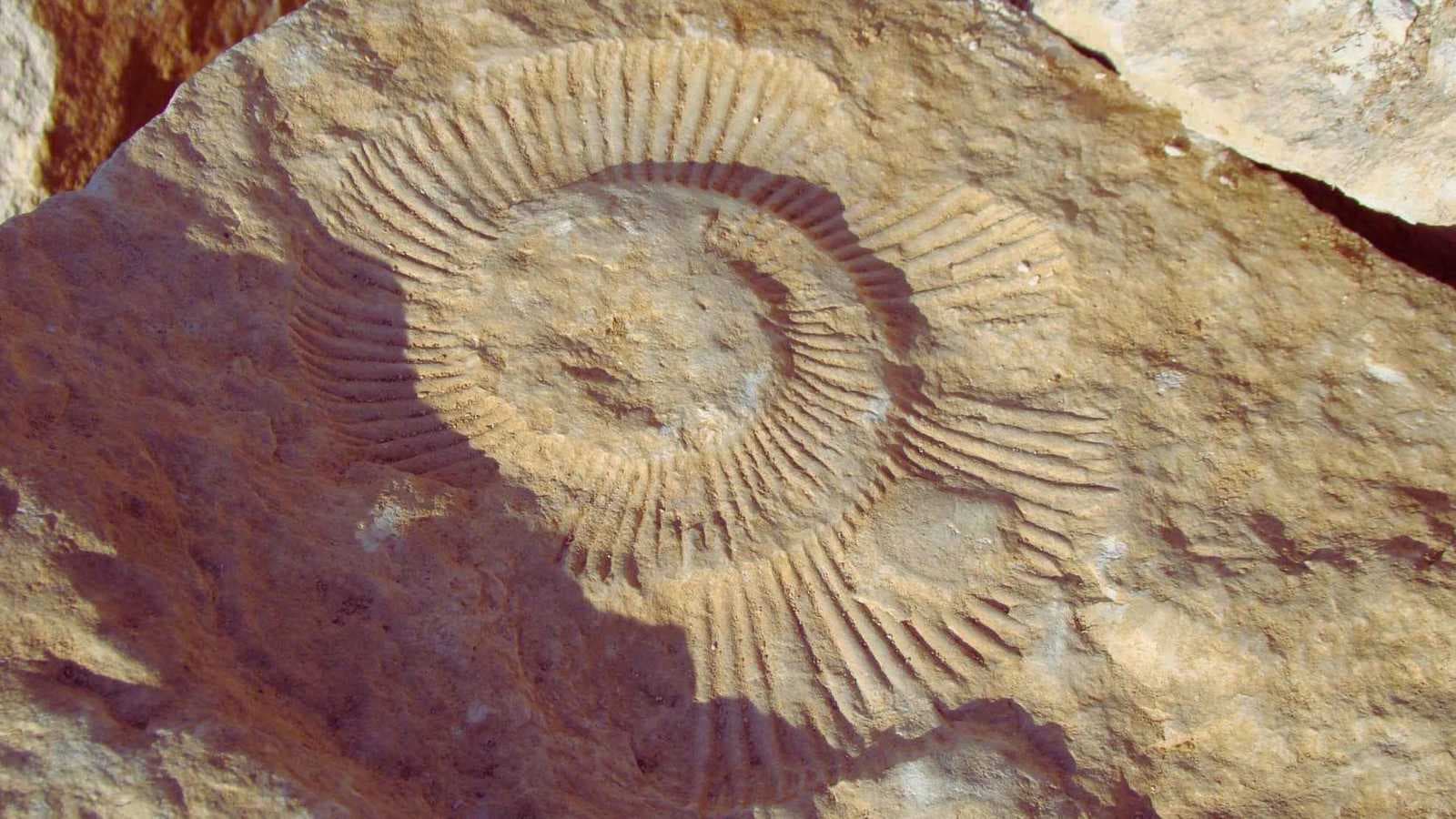 أحفورة عمرها 520 مليون سنة تكشف أسرار الحياة القديمة