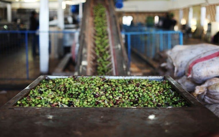 الإحصاءات العامة: أداء ضعيف لإنتاج زيت الزيتون مقارنةً بالمواسم السابقة