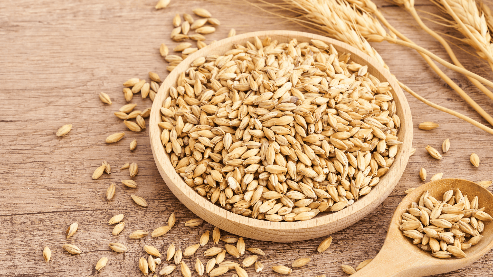 تثبيت سعر بيع طن الشعير في الأردن