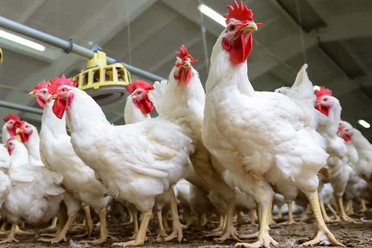 الدار - أعلن رئيس جمعية مستثمري الدواجن والأعلاف، عبد الشكور جمجوم، ال