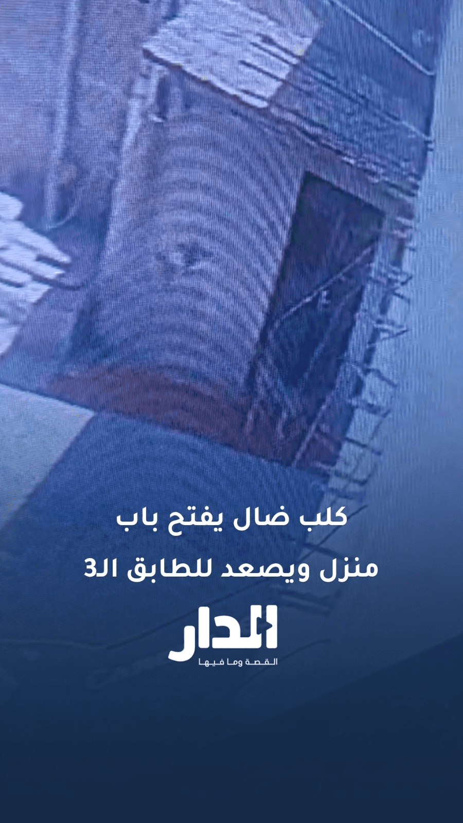 بالفيديو.. كلب يفتح باب منزل ويصعد إلى الطابق الثالث في إربد