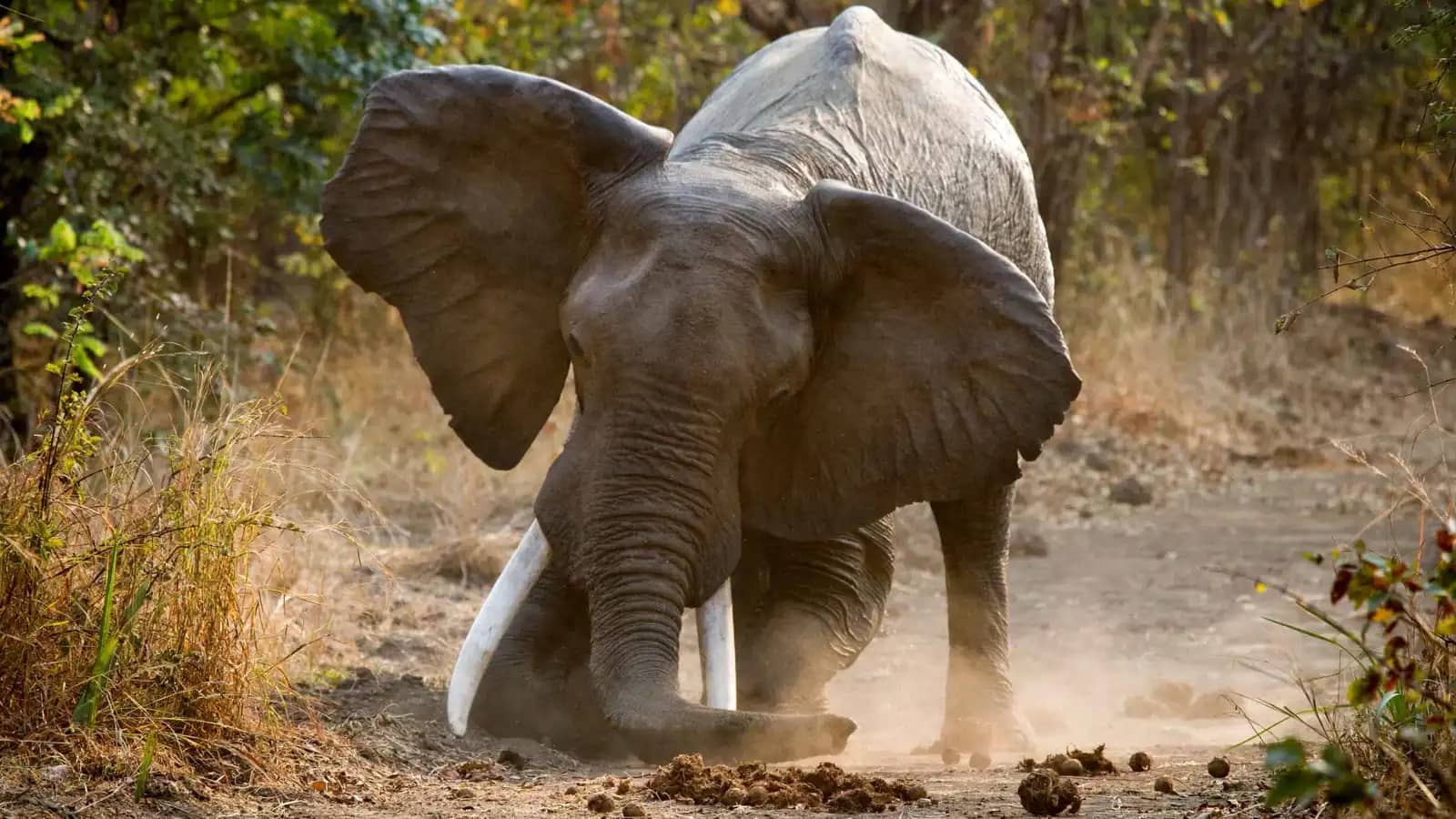 فيل يقتل 22 شخصا ويجبر السكان على النوم فوق الأسطح