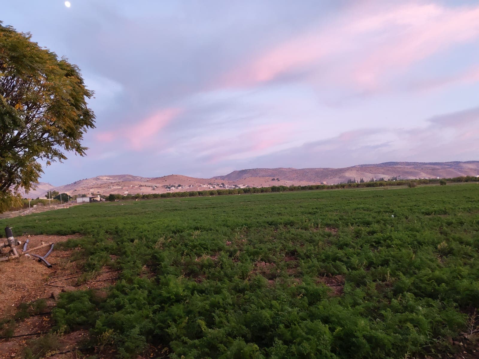 دعوة للمزارعين للتحوط من تشكل الصقيع