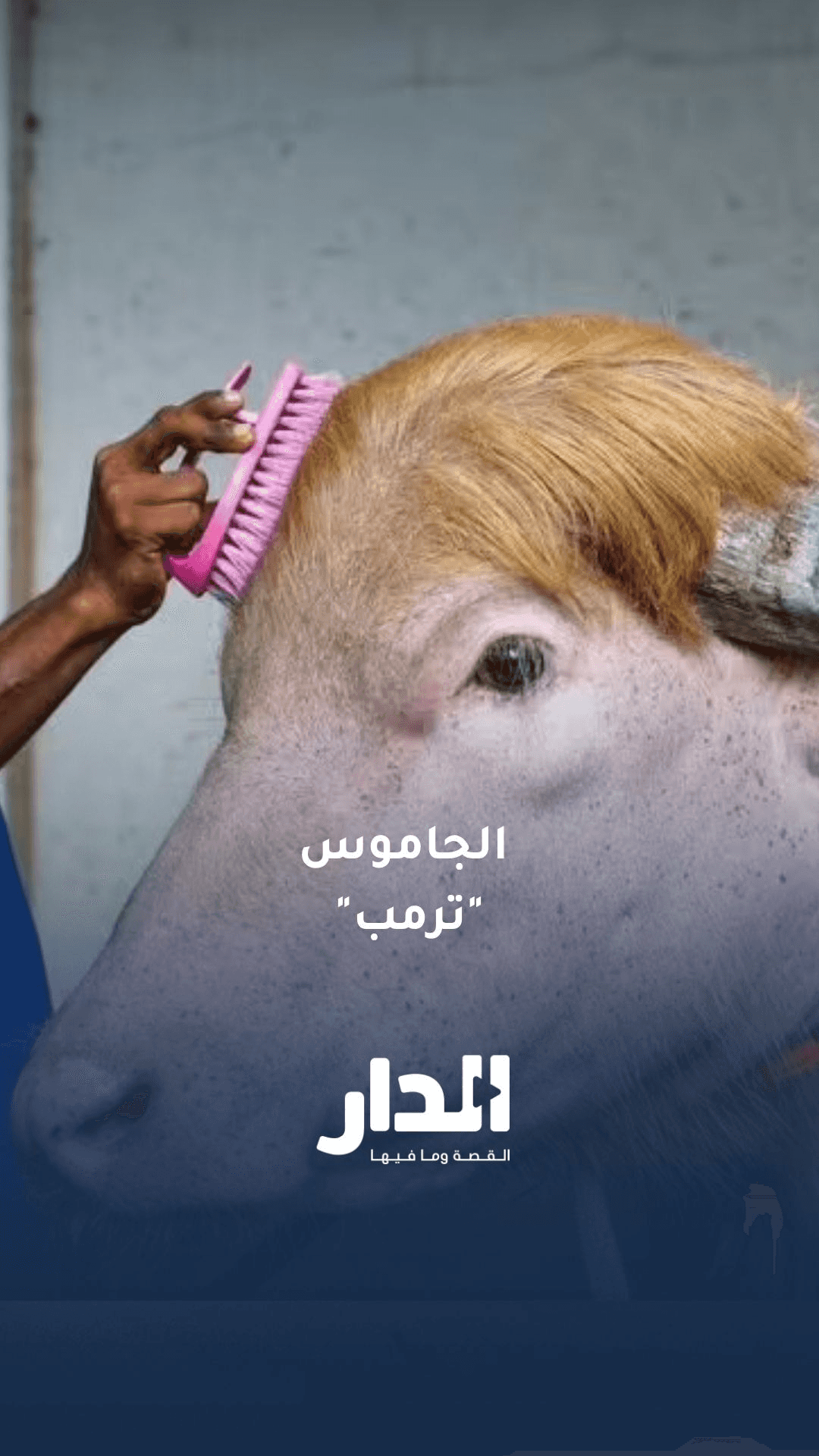 حكومة بنغلادش تمنع التضحية بالجاموس "ترمب" بسبب شهرته