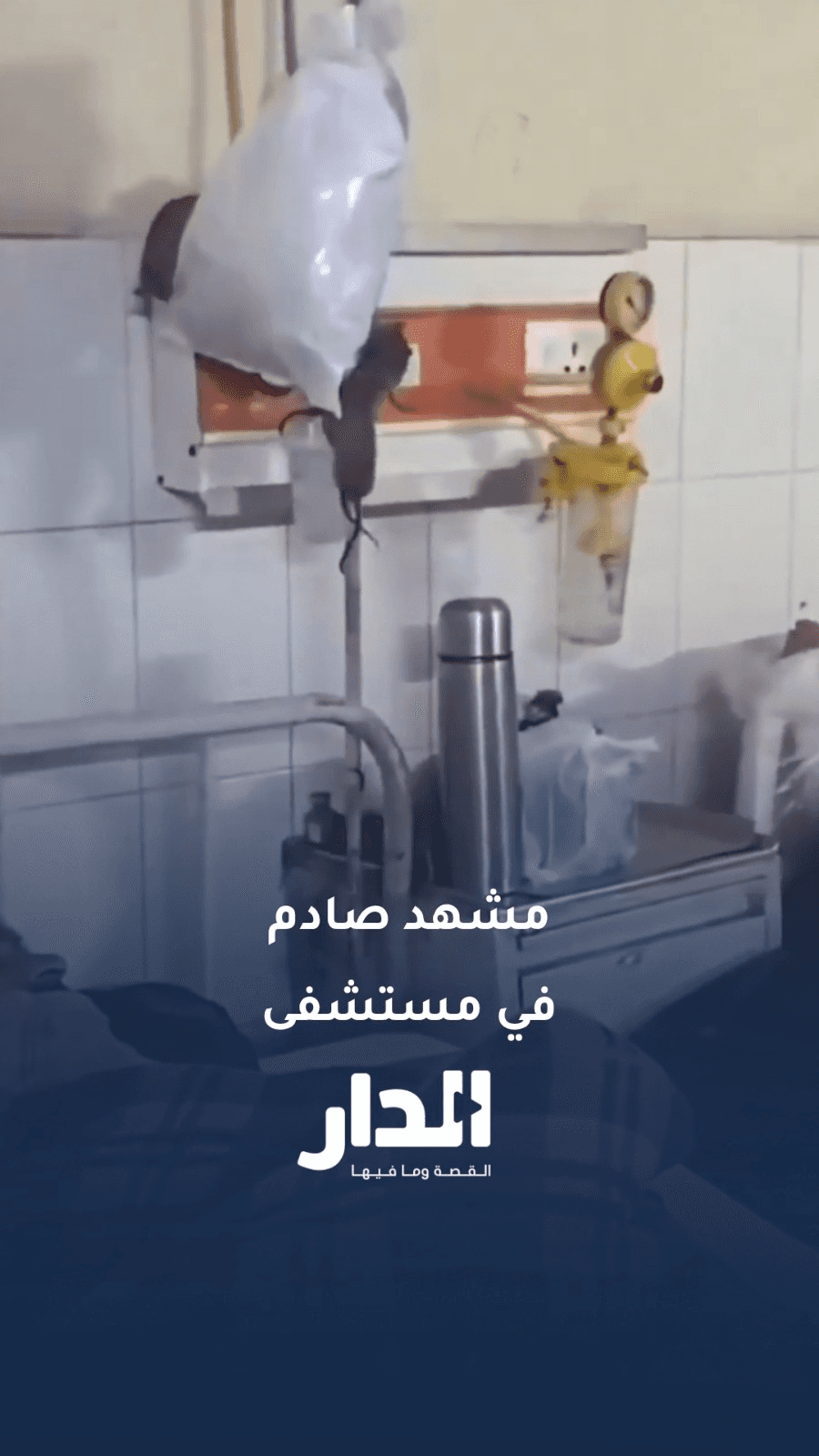 فئران تتجول فوق أسرّة المرضى داخل مستشفى هندي