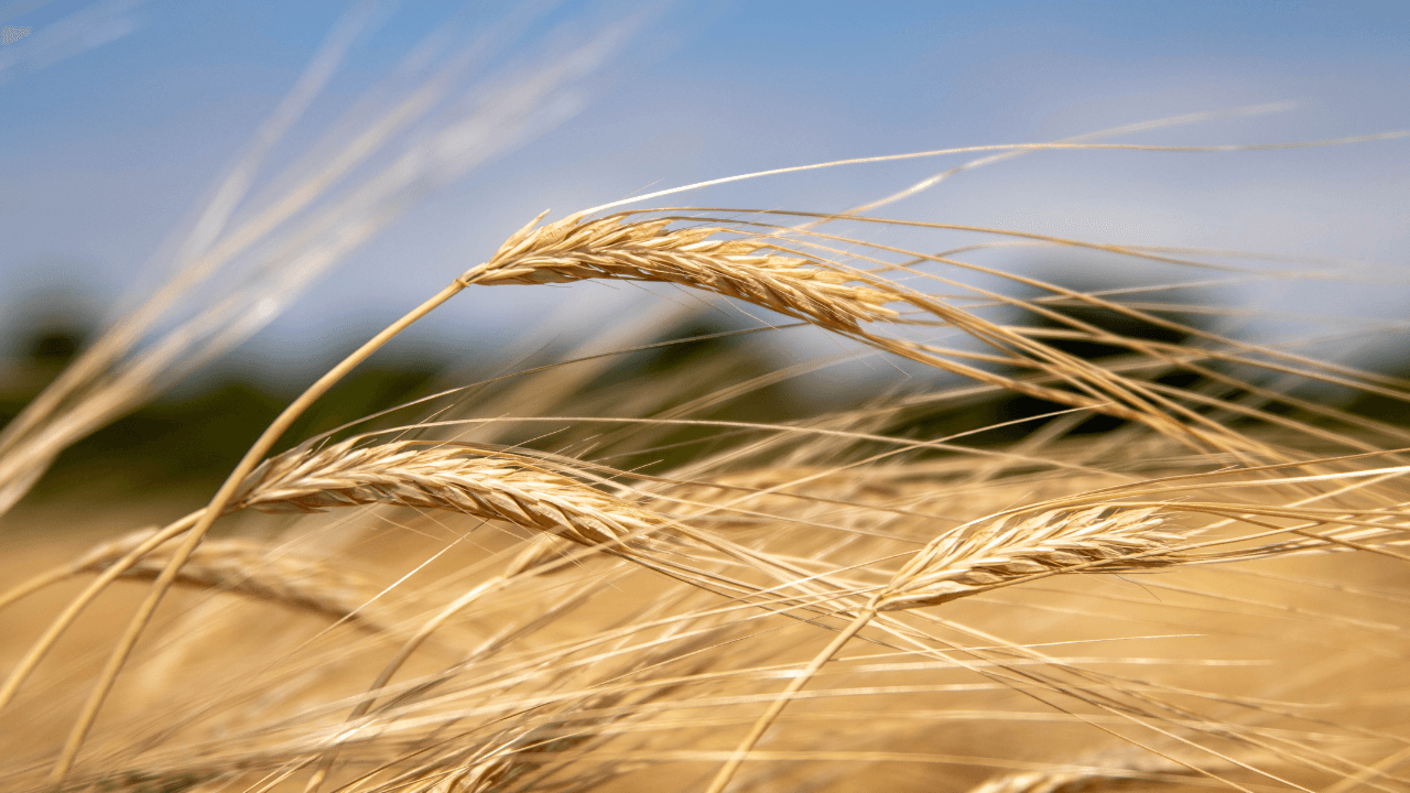 "الصناعة والتجارة" تطرح عطاءً لشراء كميات من الشعير