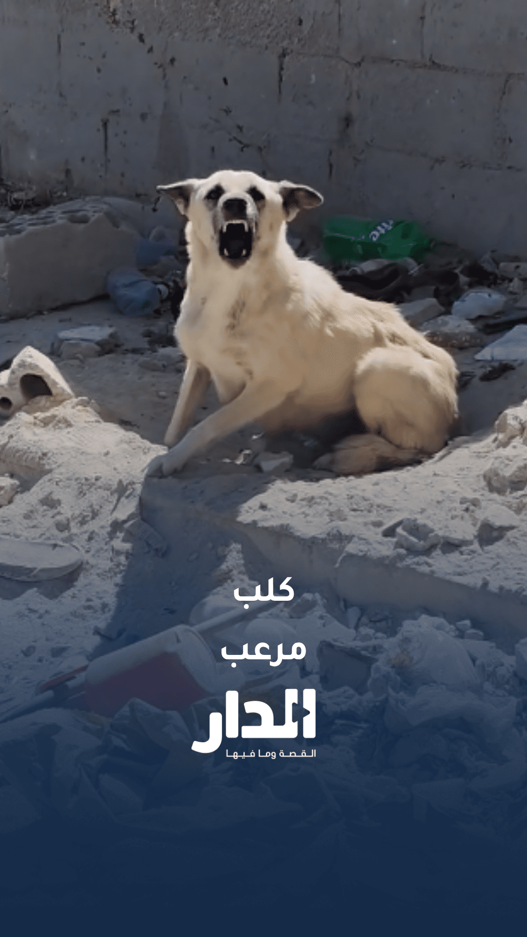 كلبة تثير الذعر بين الأحياء السكنية في لواء الجيزة بسبب صغارها والبلدية تتعامل معها