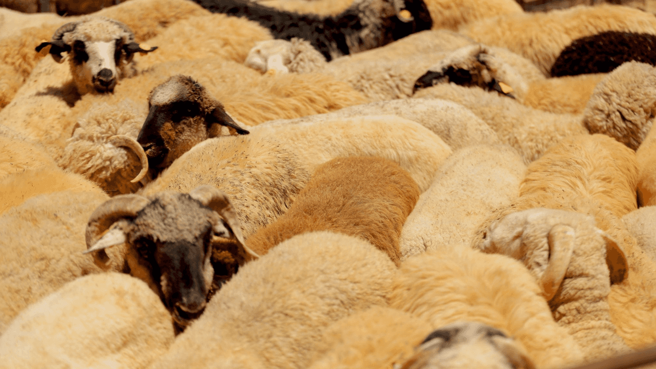 الدار - تقرير فادي الحمارنة - في ظل ظروف إقليمية معقدة وتقلبات مناخية