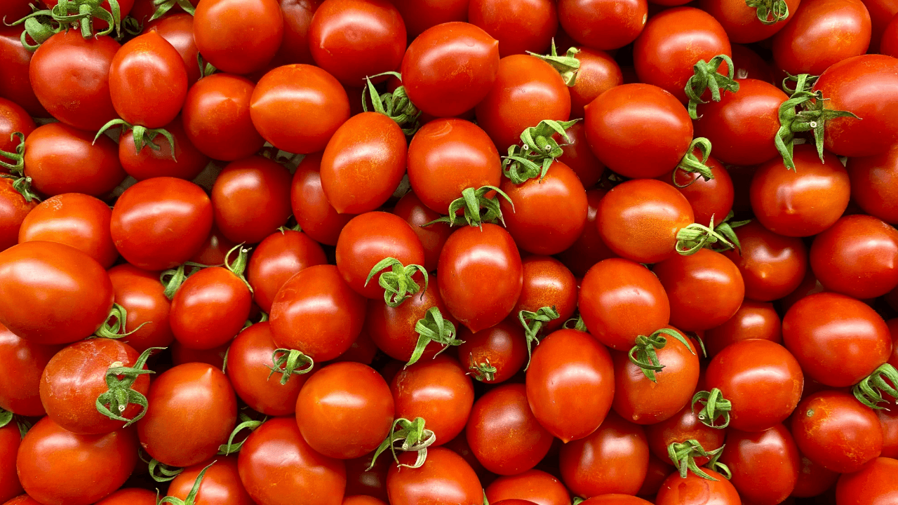 35–55 قرشاً سعر كيلوغرام البندورة في السوق المركزي الاثنين