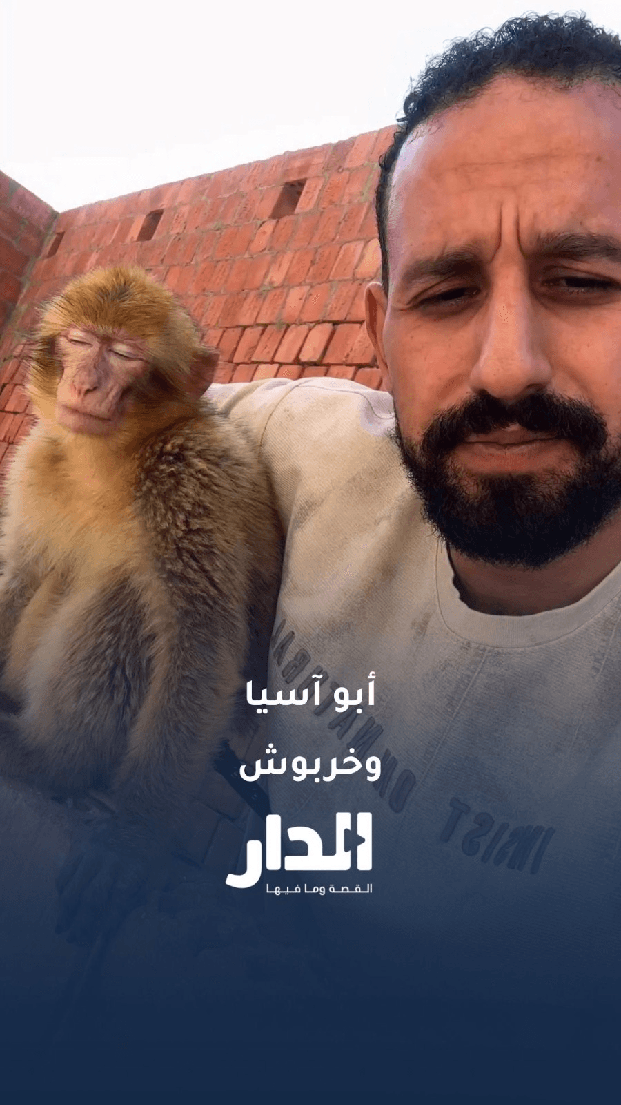 قرد ينفجر ضحكا على نكتة