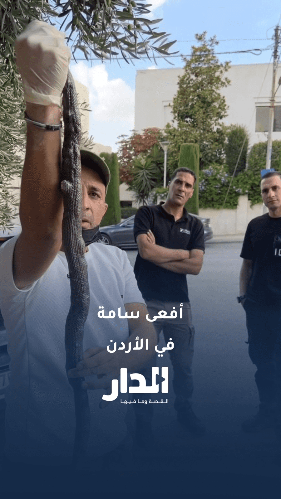 العثور على أفعى سامة ضخمة في صحراء الماضونة
