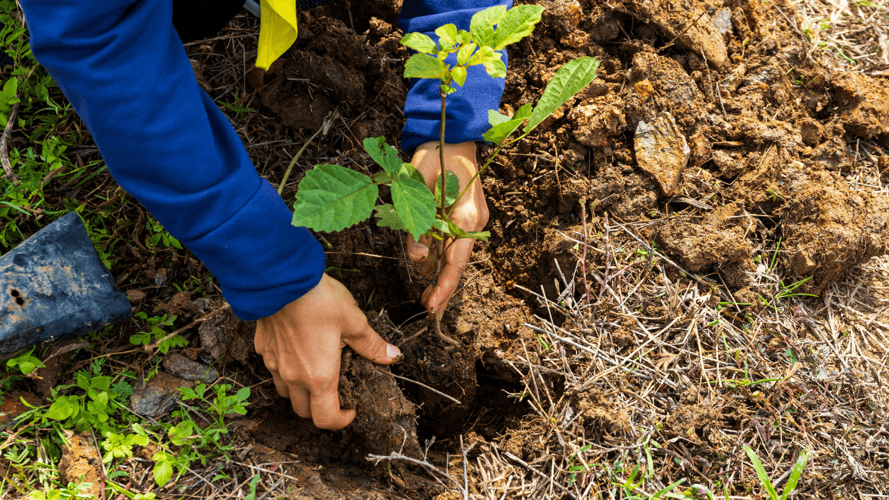 الأردن يهدف لزراعة 10 ملايين شجرة خلال عشرة أعوام