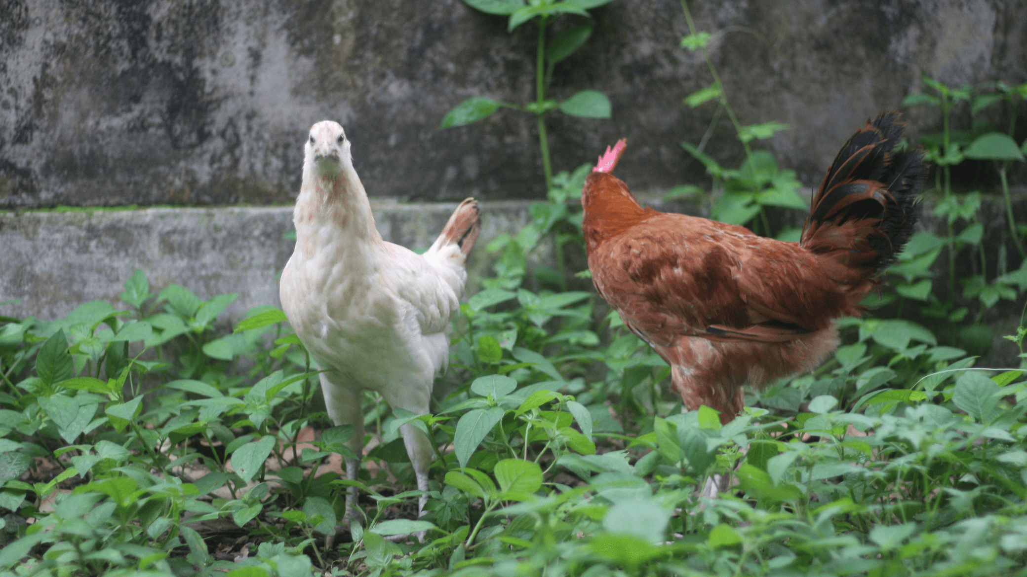 الدار - قال رئيس جمعية مستثمري الدواجن والأعلاف، عبد الشكور جمجوم، إن