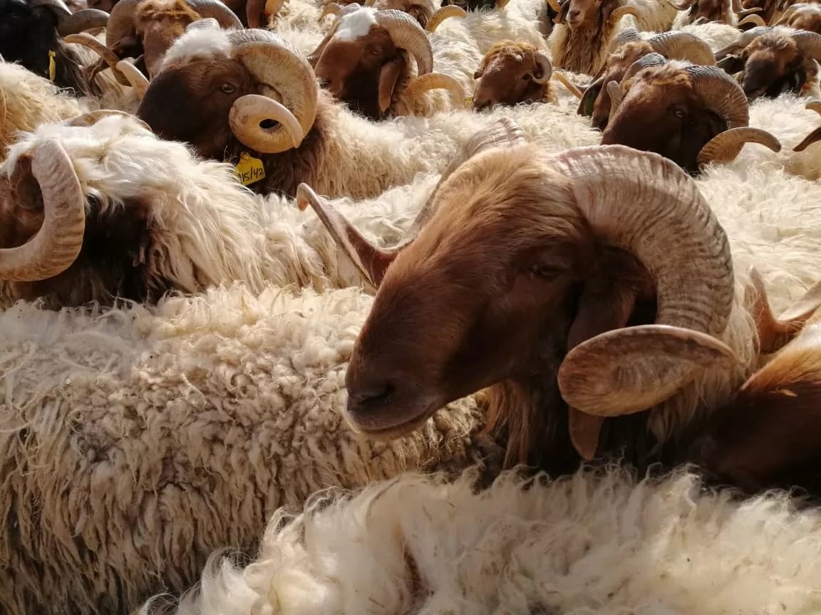 زراعة البادية الشمالية الغربية: ترقيم 43 ألف رأس من الماشية وإصدار 150 دفتر حيازة