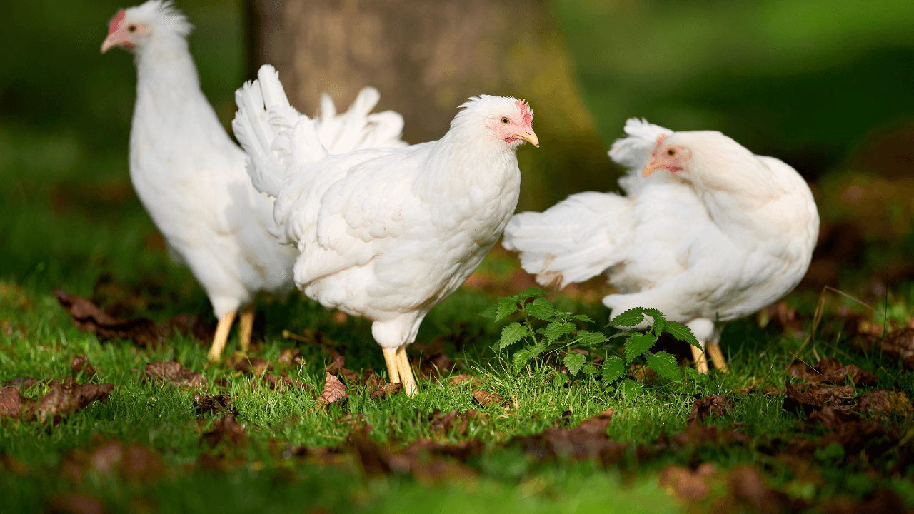 أكد مساعد الأمين العام لشؤون المحافظات ومدير مديرية مراقبة الأسواق وال