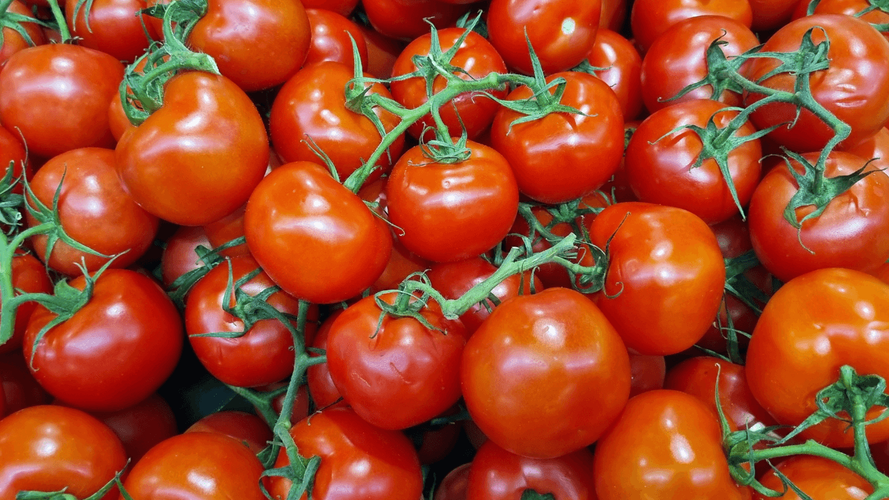 بلغت كميات الخضار الواردة إلى سوق الجملة المركزي التابع لأمانة عمان ال