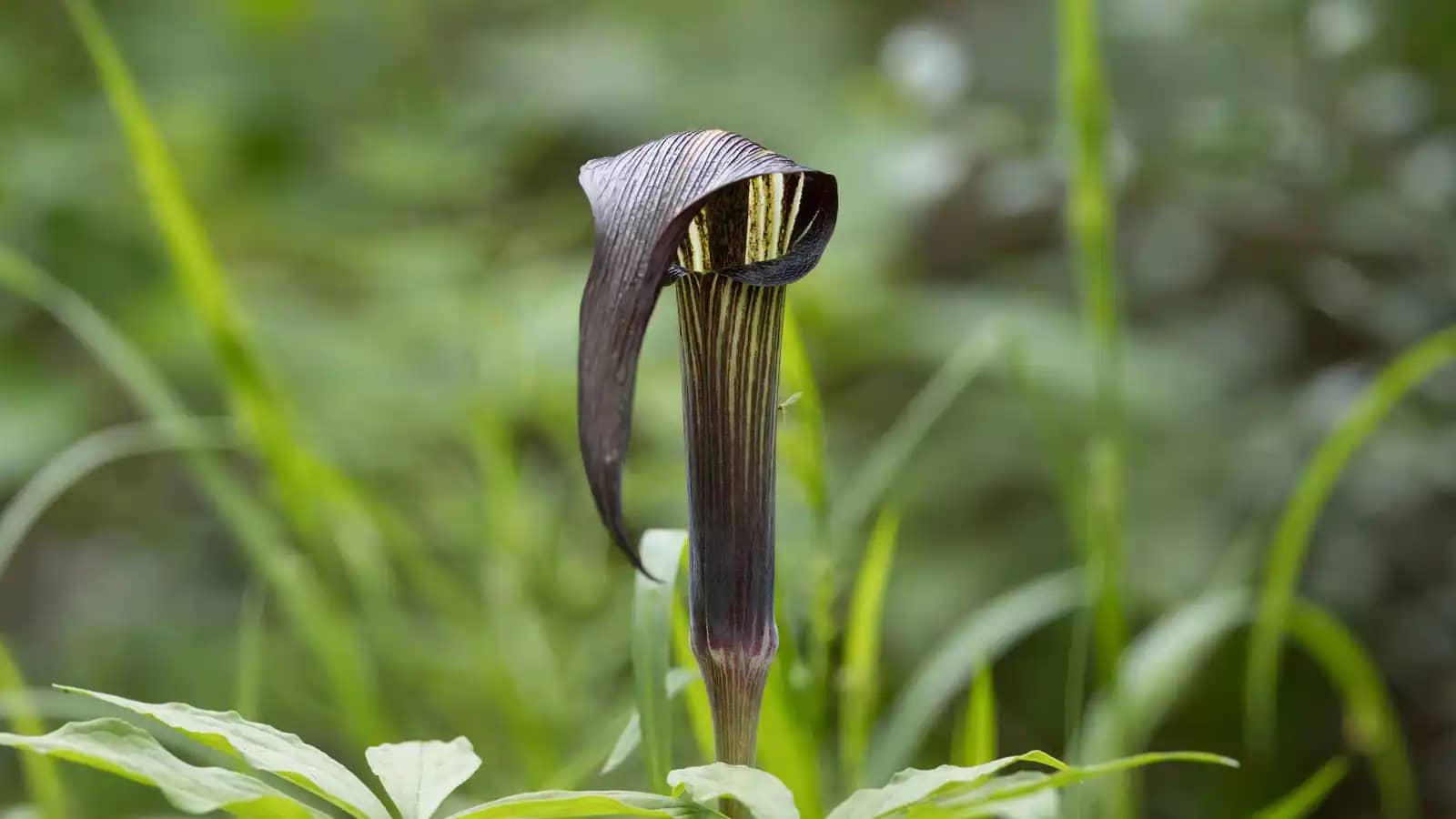 اكتشاف نادر في الهند.. نبات ذو الذيل يشبه الأفعى