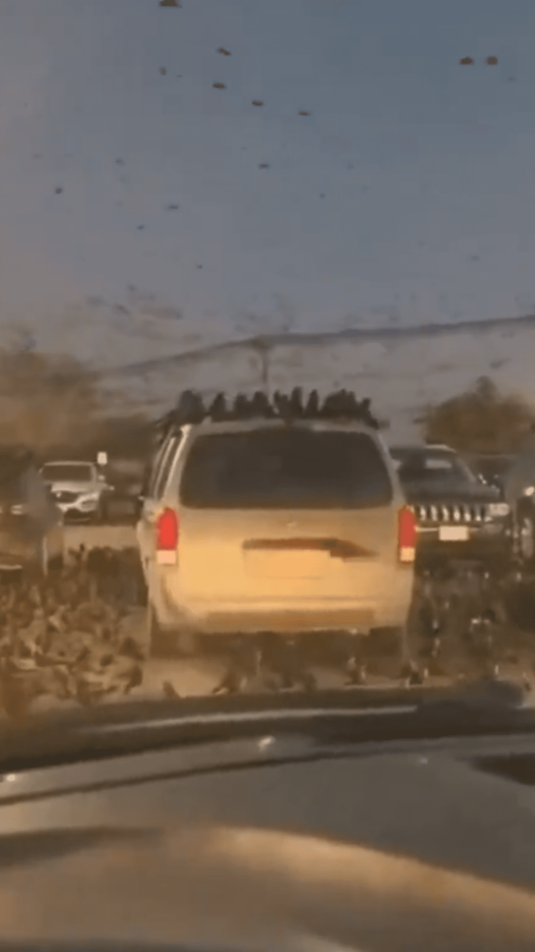 آلاف الغربان تحلق فوق سماء تل أبيب في مشهد غير معتاد أثار تفاعلاً واسعاً، بينما يؤكد خبراء أن الظاهرة مرتبطة بالهجرة الموسمية للطيور.