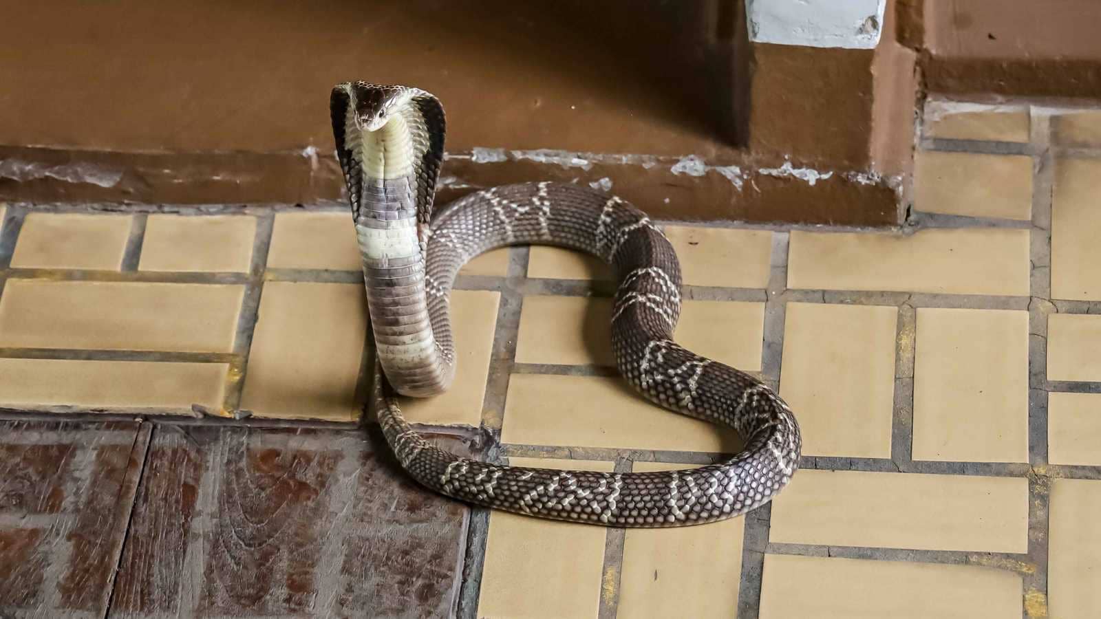 شقيقان يقتلان والدهما باستخدام ثعبانين سامّين