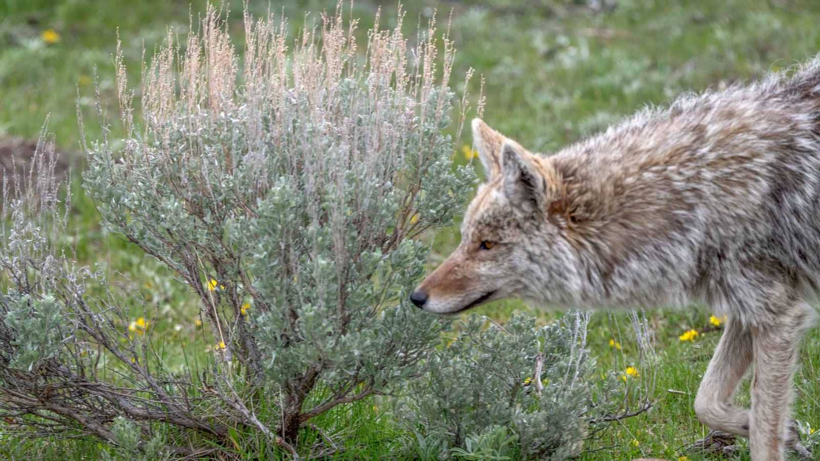 علماء يكشفون كيف تحزن الذئاب البرية بعد فقدان الشريك